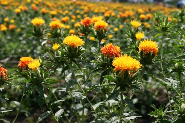 自由研究 紅花のグリセリンドライフラワー お宝スタッフ日記 Blog お宝読本 タカラの山ガタ